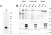 Bmf (mouse/rat) monoclonal antibody (17A9) Western blot