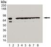 HSC70/HSP73 monoclonal antibody (1B5) (biotin conjugate) Western blot