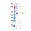 Perforin (mouse) monoclonal antibody (CB5.4) Western blot