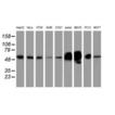 ERGIC-53 monoclonal antibody (OTI1A8) Western blot