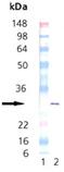 HSP27 (phospho) (human), (recombinant) Western blot