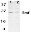 Bmf (NT) polyclonal antibody Western blot