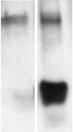 Methylated Lysine polyclonal antibody Western blot