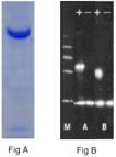 Ubiquitin activating enzyme E1 (human), (recombinant) (His-tag) Western blot