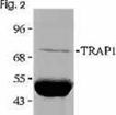 TRAP1 (human) monoclonal antibody (TRAP1-6) Immunoprecipitation