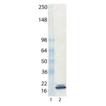 IL-33 monoclonal antibody (Nessy-1) (preservative free) WB