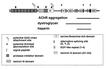 Agrin monoclonal antibody (Agr-131) Schematic structure of immunogen