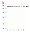 HSC70/HSP70 monoclonal antibody (N27F3-4) Western blot
