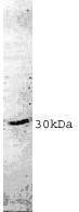 14-3-3&tau;/&theta; polyclonal antibody Western blot