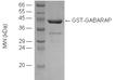GABARAP (human), (recombinant) (GST-tag) SDS-PAGE