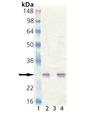 HSP25 polyclonal antibody Western blot