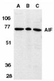 AIF (IN) polyclonal antibody Western blot