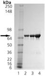 TRAP1 (human), (recombinant) (His-tag) SDS-PAGE