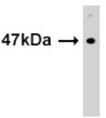 SUV39H1 monoclonal antibody (42AT239.96.72) Western blot
