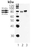 [pSer326]HSF1 polyclonal antibody Western blot