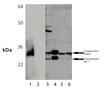 HO-1 polyclonal antibody Western blot