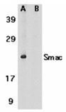 Smac/DIABLO (CT) polyclonal antibody Western blot