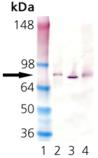 HSC70 (plant) monoclonal antibody (1D9) Western blot