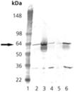 Plk1 monoclonal antibody (3F8) Western blot