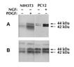 [pThr185/pTyr187]ERK1/2 polyclonal antibody Western blot