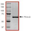 PKA Catalytic &beta; (human), (recombinant) (GST-tag) SDS-PAGE
