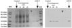 Glutathione S-transferase-Pi monoclonal antibody (USal-hGST-Pi-McAb-1) Western blot