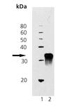 Dkk-1 (mouse), (recombinant) (His-tag) Western blot