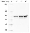 Src monoclonal antibody (5A18) Western blot