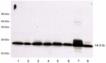 14-3-3&epsilon; (NT) polyclonal antibody Western blot