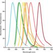 SEEBRIGHT&trade; Red 650 dUTP Fluorescence emission profiles - Graph