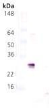 [pSer78]HSP27 polyclonal antibody Western blot