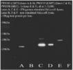 Proteasome 20S &beta;5i subunit (human) polyclonal antibody Western blot