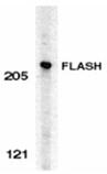 FLASH (CT) polyclonal antibody Western blot