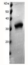 ANGPTL1 (fibrinogen-like domain) (human), (recombinant) SDS-PAGE